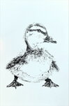 Workshop Tekenen met Fineliners – Vogel 14 juni 2025 13.00 - 16.00 uur Workshop Tekenen met Fineliners – Vogel 14 juni 2025 13.00 - 16.00 uur