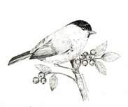 Workshop Vogeltje Illustreren met Fineliners – zaterdag 28 februari 2026 10.00 uur -13.00 uur