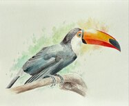 Workshop Aquarel Toekan – zaterdag 11 april 2026 10.00 - 13.00 uur