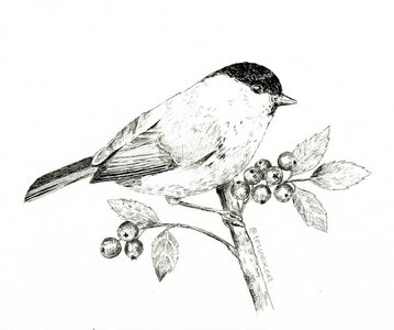 Workshop Vogeltje Illustreren met Fineliners – zaterdag 28 februari 2026 10.00 uur -13.00 uur